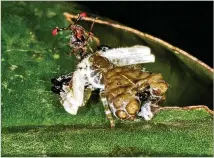  ?? XIN XU VIA species NEW YORK TIMES ?? A bird dung crab spider eats a stalk-eyed fly. A study found the spider’s fecal facade lures prey even as it wards off predators — the first seen to use “aggressive mimicry” to lure in lunch.