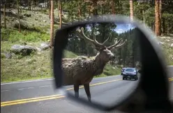  ??  ?? An elk crosses the road at Rocky Mountain National Park in May 2020.