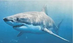  ??  ?? A great white shark
PHOTO: GETTY IMAGES