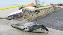  ?? PHOTO: ODT FILES ?? Local . . . A leopard seal that made itself at home in Oamaru in 2017.