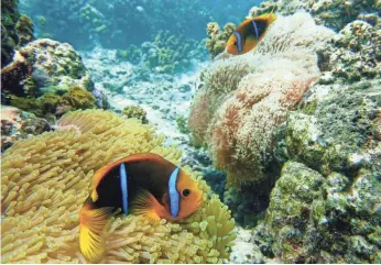  ?? SUZANNE C. MILLS ?? Clownfish snuggle in anemones in French Polynesia. The golden color of the anemones is because of the microalgae present in their tentacles.