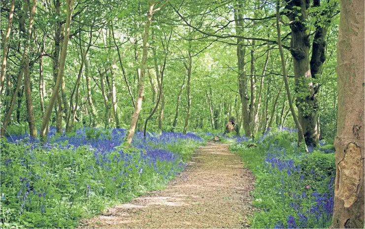  ??  ?? Take a walk through the beautiful Bluebell Woods on Cornwall’s Clowance Estate