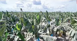 ?? SUNSTAR FOTO / FILE PHOTO ?? TOUGH ENEMY. Thousands of hectares of banana plantation­s have been affected by the dreaded Panama Disease in the last five years. Despite the uphill battle, the industry is hopeful that new solutions will be created.