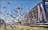  ?? AP ?? 4,465 pigeons released in England with pigeon racing becoming n the first 'spectator' sport to return to the nation on June 1.