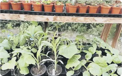  ?? ?? Sweet corn, courgette and runner bean plants are currently marking time in the unheated greenhouse.