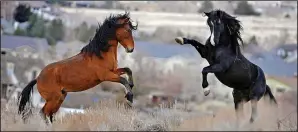  ?? ANDY BARRON/THE RENO GAZETTE-JOURNAL VIA AP ?? In this Jan. 13, 2010 file photo, two young wild horses play while grazing in Reno, Nev. Wild horse advocates say President Trump's new budget proposal would undermine protection of an icon of the American West in place for nearly a half century and...