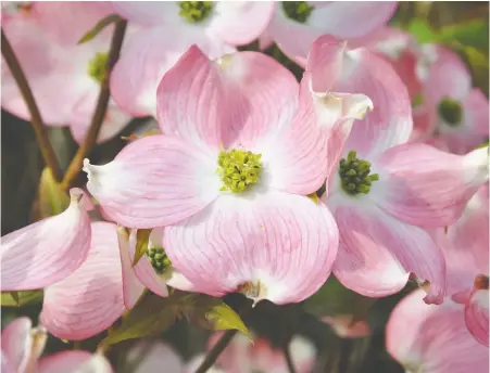  ?? PHOTOS: MINTER COUNTRY GARDEN ?? Cornus florida ‘Rubra’ is the most popular of all the pinks.