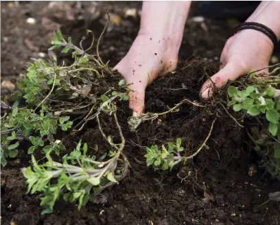  ?? ?? Pull clump-forming herbs such as oregano apart to create new plants