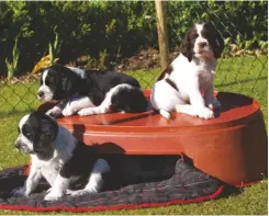  ??  ?? The litter of pups born to the writer’s springer, Fleur