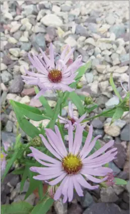  ??  ?? Wild aster photograph­ed near the boardwalk, Holyrood, in early September.