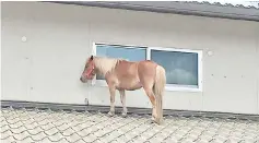  ??  ?? This handout picture taken by the NGO Peace Winds Japan shows a miniature horse stranded on a rooftop due to the recent flooding in the Mabicho area in Kurashiki, Okayama prefecture. — AFP photo