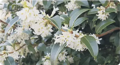  ??  ?? Osmanthus burkwoodii