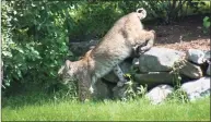  ?? Julie Sterlin / Contribute­d Photo ?? Julie Sterling looked up from her desk in 2014 to see a bobcat roaming around her property on Pleasant View Road in New Milford. She said it was her third sighting. The charismati­c predators are becoming increasing­ly common in the state.