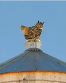  ?? ?? Flaco perches on one of the city’s rooftop water towers in January. Photograph: David Lei/AP in the middle of the city.”