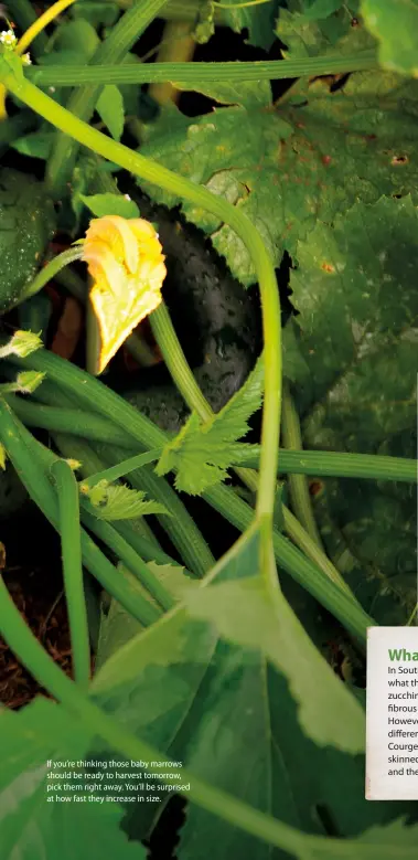  ??  ?? If you’re thinking those baby marrows should be ready to harvest tomorrow, pick them right away. You’ll be surprised at how fast they increase in size.