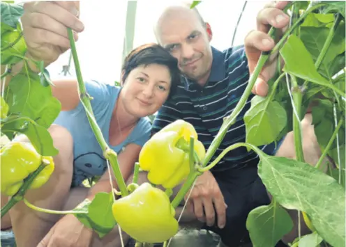  ??  ?? Supruzi Šantić godišnje uberu oko 200 tona svojih paprika, isto toliko zelja i oko 100 tona salate