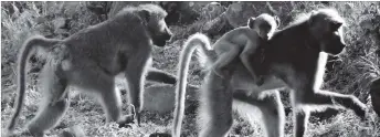  ??  ?? These baboons that were part of a troop go up a hill in Hwange recently. Baboons are wrecking havoc in villagers’ fields in Hwange. (Picture by Eliah Saushoma)