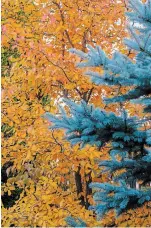  ??  ?? Vibrant amber foliage of sour gum (black tupelo) catches the morning light and creates a memorable vignette in our home garden. I learned about this native tree by studying the fall colours at Niagara Parks Botanical Gardens.