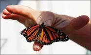  ??  ?? Despite efforts by Moore and countless other volunteers and organizati­ons across the United States to grow milkweed, nurture caterpilla­rs, and tag and count monarchs on the insects’ annual migrations up and down America, the butterfly is in trouble.