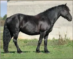  ??  ?? The Mérens horse is an ancient breed of southern France which represents very well what the ancient Breton ambler or “Aubin” looked like. Black is a color common in both Bretonnais­e and Italian horses related to the Hobby.