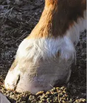  ?? ?? Toe cracks appear on the front third of the hoof. Those that originate at the bottom edge of the wall are typically just a cosmetic concern likely to be eliminated at the next trimming.