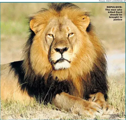  ?? Picture: ANDY LOVERIDGE/ AP ?? REPULSIVE: The men who killed Cecil should be brought to
justice