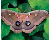  ??  ?? The most notable features of the huge Polyphemus moth are the big eyespots on the hindwings. These give the moth its name, from the Greek myth of the cyclops Polyphemus.