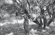  ??  ?? ▪ Sarita Thapa spends all day in this makeshift shelter in a tree.