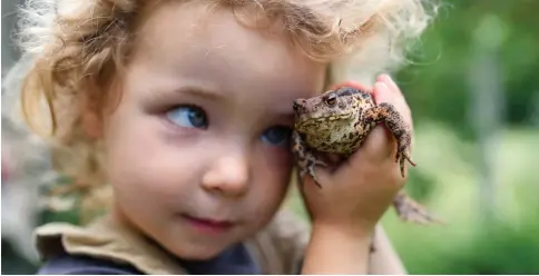  ?? ?? Toads are another way to cut down on garden pests such as slugs and other insects. Incorporat­e a shallow pond or wataer feature to help attract them.