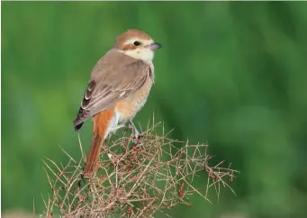  ?? ?? SEVEN: Turkestan Shrike (Ahvaz, Iran, 25 April 2014). This image displays well the strong contrast between sandy upperparts and a bright orange, almost Nightingal­e-like, tail shown by both the Isabelline Shrikes. Although this bird looks quite pale there is neverthele­ss something of a contrast between the upperparts and underparts, but assessing these subtleties from a single photograph is risky. Note here also the small white patch at the base of the primaries.