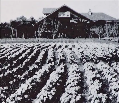  ?? CONTRIBUTE­D ?? The Lincoln Bungalow east of Schwan Lake, overlooks a field of freesias in February at “Los Robles” flower farm.