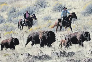  ?? RICK BOWMER THE ASSOCIATED PRESS ?? Riders herd bison during the annual bison roundup late last month on Antelope Island in Utah. The loss of genetic diversity is increasing the threat of extinction because of an excess of inbreeding.