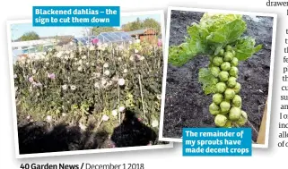  ??  ?? Blackened dahlias – the sign to cut them down