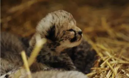  ?? FOTO OLMENSE ZOO ?? Het nest jachtluipa­ardjes van de Olmense Zoo heeft het niet gehaald.