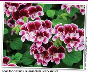  ??  ?? Good for cuttings: Pelargoniu­m Henry Weller
