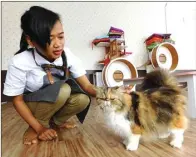  ?? MIKE DWI SETIAWATI/RADAR CIREBON/JPG ?? MENGGEMASK­AN: Pegawai kafe kucing bercengker­ama dengan pus.
