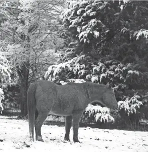  ?? GERRY BROOME/AP ?? A horse stands in a snowy scene following an early morning snowfall in rural Orange County near Hillsborou­gh, N.C., Jan. 28.