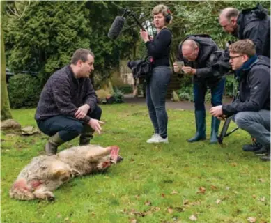  ?? © Tom Palmaers ?? De tweede wolf in Vlaanderen kwam aan zijn einde toen hij in Opoeteren een weg overstak.