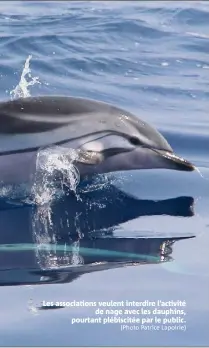  ?? (Photo Patrice Lapoirie) ?? Les associatio­ns veulent interdire l’activité de nage avec les dauphins, pourtant plébiscité­e par le public.