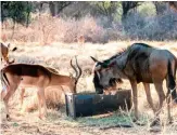  ??  ?? KYK AL DIE WATER. Jy kan tot teen die water kamp opslaan – dan kan jy jou visstok sommer uit jou kampstoel dophou. Laatmiddag staan die diere nader om ’n draai te maak by die voerkrippe.