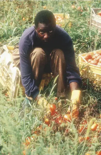  ?? Agf ?? Inchinati La raccoltaLa stagione dei pomodori dura da luglio a settembre. In quel periodo, tanti lavoratori stranieri si trasferisc­ono nelle zone della raccolta e spesso si trovano vittime dei caporali, costretti a vivere in ghetti fatiscenti