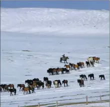  ?? CHEN LI / XINHUA ?? A herdsman uses a whip to keep horses together at the snow-covered Shandan farm in Zhangye, Gansu province, on April 30. Horse breeding has helped local people to shake off poverty.