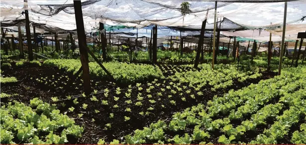  ??  ?? As 24 hortas comunitári­as de Cambé produzem em média 500 toneladas de verduras e legumes