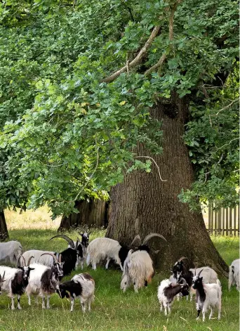  ??  ?? Under the shady canopy of an ancient oak, the Levens tribe of Bagots graze on parkland owned by the family that gave them their name.