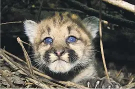  ?? National Park Service ?? A MONTH-OLD mountain lion, named P-44, in the Santa Monica Mountains. The population of pumas in Greater Los Angeles could go extinct in 50 years.