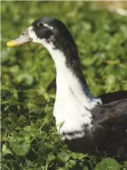  ??  ?? The Magpie’s name comes from its markings, says The Livestock Conservanc­y.