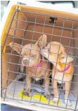  ?? FOTO: THOMAS WARNACK ?? Vor einem halben Jahr sind insgesamt 73 Hunde vom Kreisveter­inäramt Biberach beschlagna­hmt worden. Solange kein Gerichtsur­teil gefallen ist, können sie noch nicht vermittelt werden.