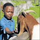  ??  ?? ENOUGH FOR EVERYONE: Bongi Sandi, 9, feeds Billy the goat