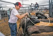  ?? GABRIELA CAMPOS/NEW MEXICAN FILE PHOTO ?? Tristan Mahoney of Florence, Texas, dangles his rope over a calf to separate it from the group in June 2022 before the start of the Rodeo de Santa Fe at the Santa Fe Rodeo Grounds. This year’s rodeo begins tonight and runs through Saturday.