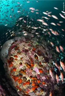  ?? ?? BOTTOM LEFT School of fishes swimming around the underwater bedrock